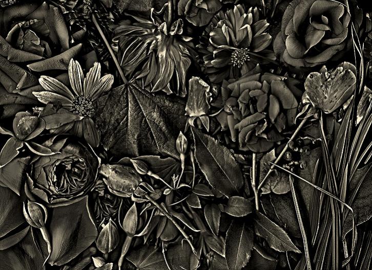 les fleures 4bw