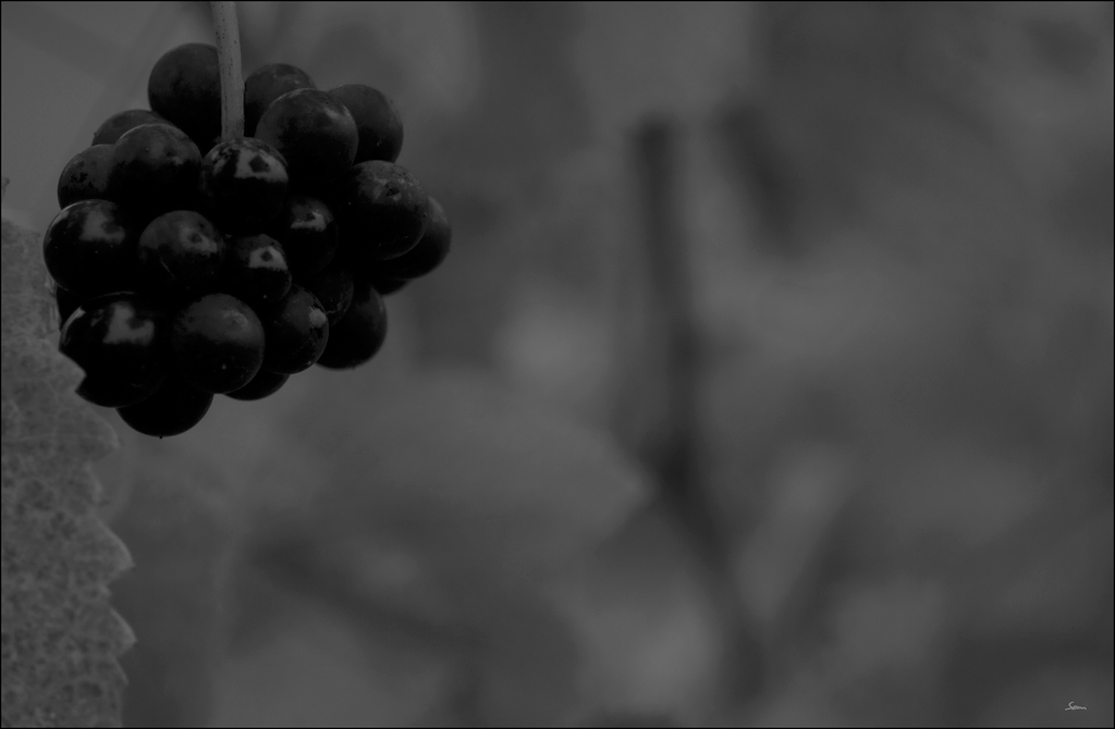 LesetDSC 0145