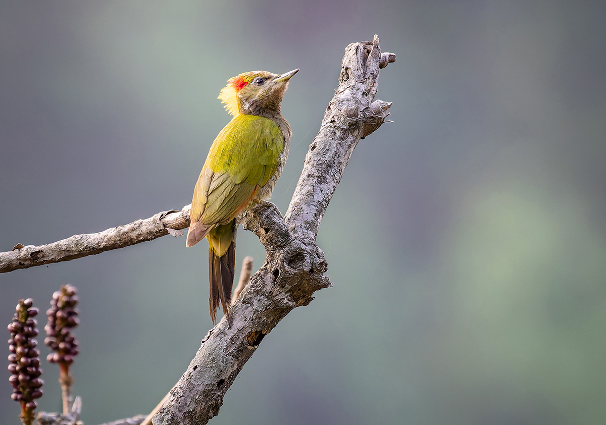 Lesser Yellownape.jpg