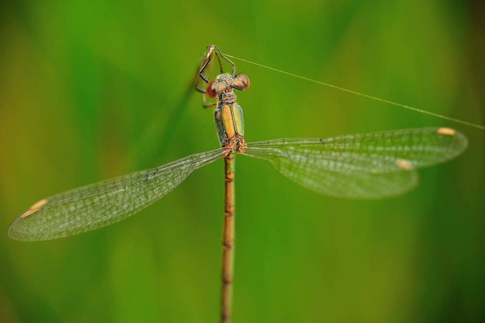 LestesViridis GemeineWeidenjungfer10