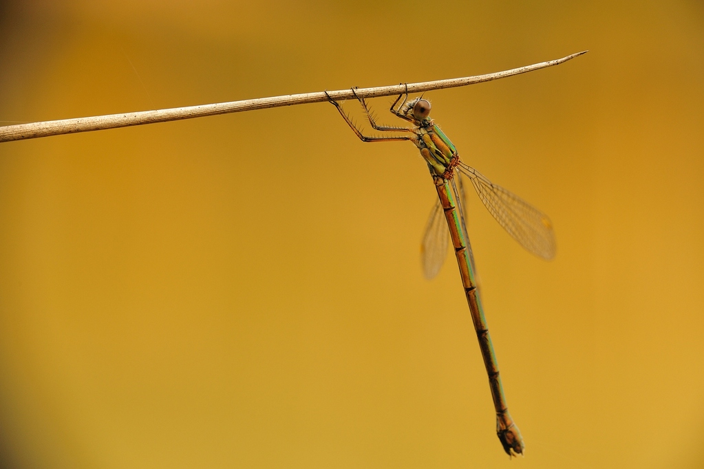 LestesViridis GemeineWeidenjungfer2