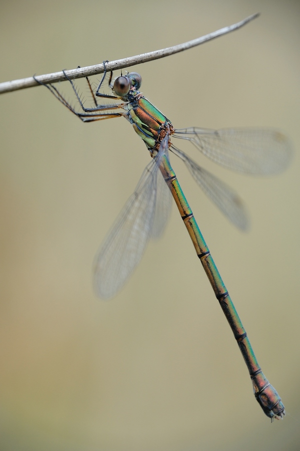 LestesViridis2a