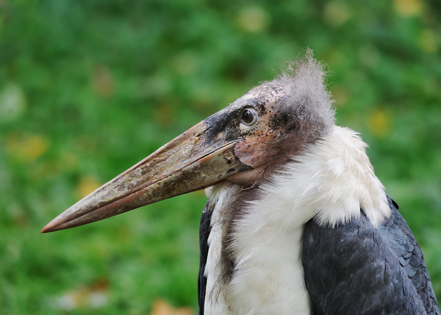 Let´s go to the Zoo, Mr. Marabu
Zoo Berlin