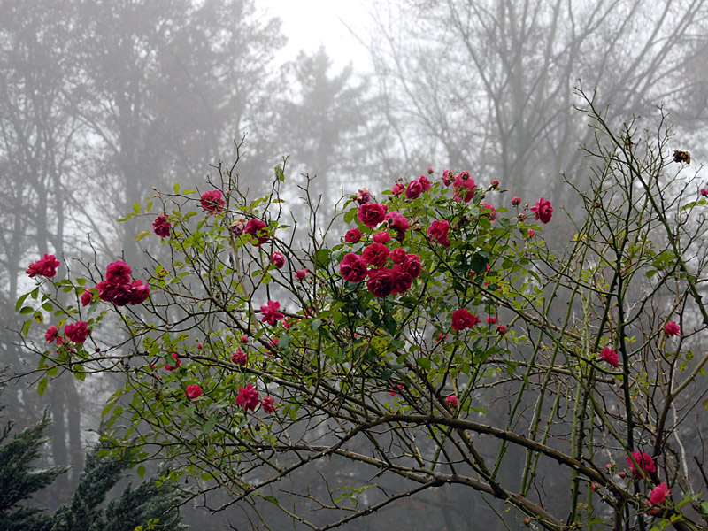 Letzte Rosen