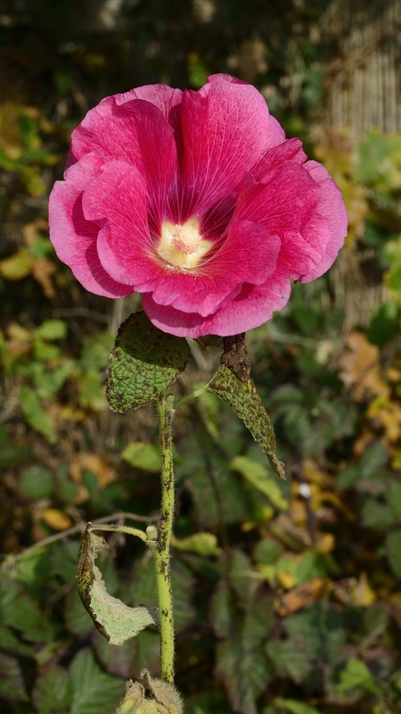 letzte Stockrose