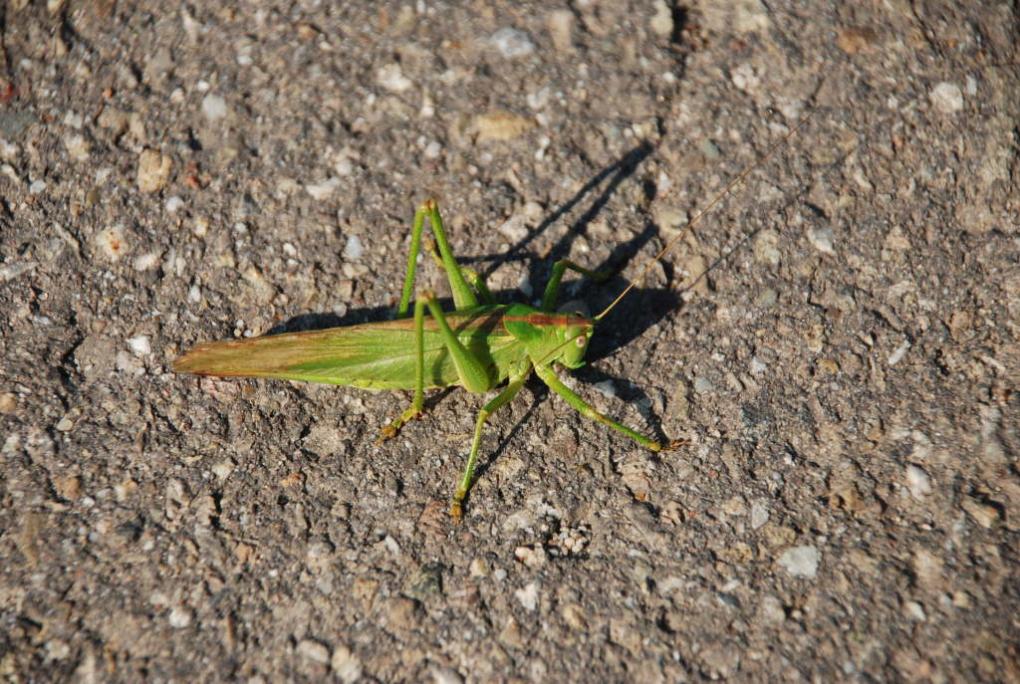 Letztes Sonnenbad