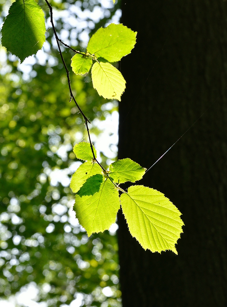 Leuchten