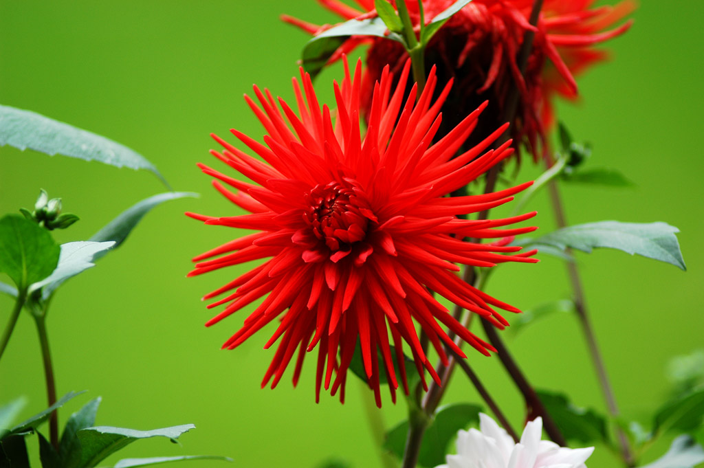 Leuchtend rot