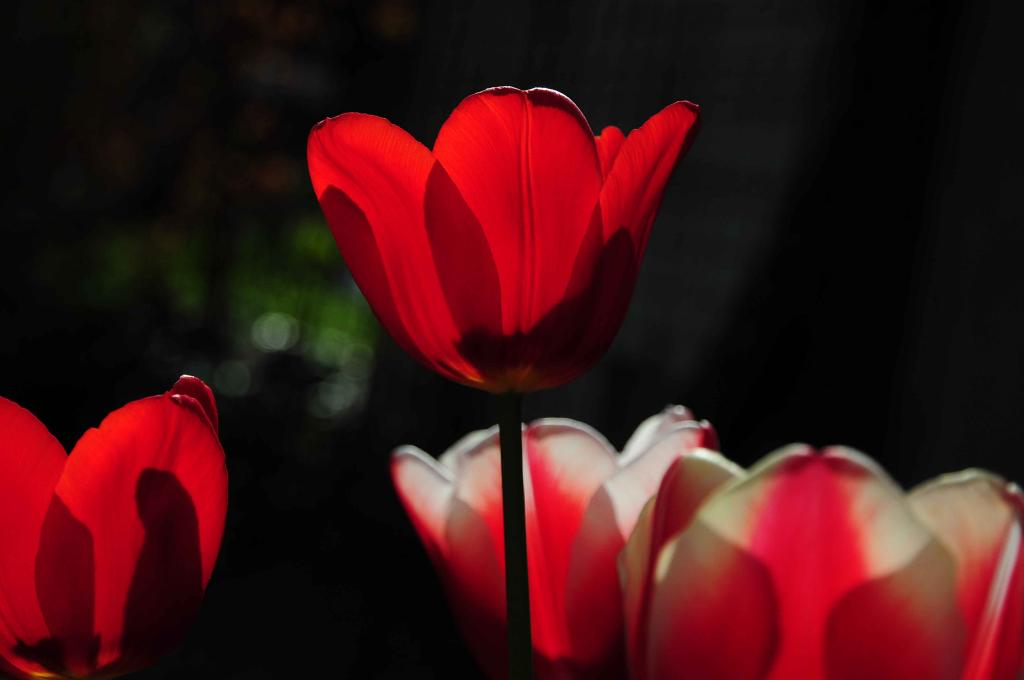 leuchtende Tulpen 01