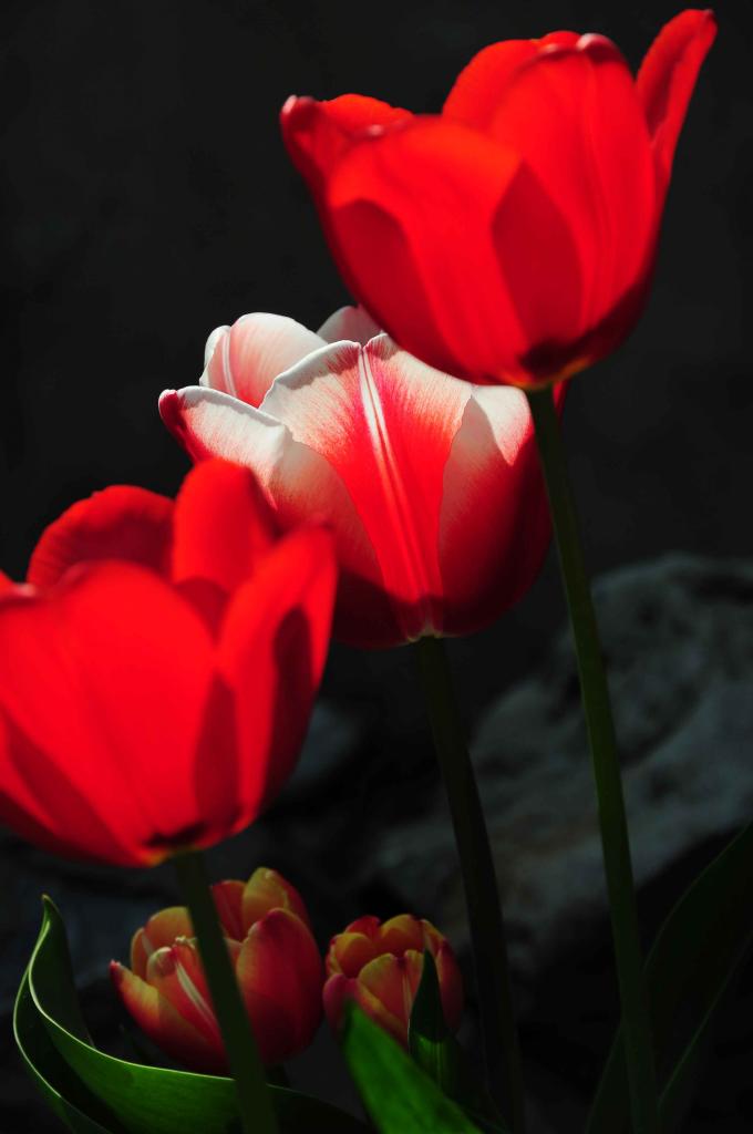 leuchtende Tulpen 02