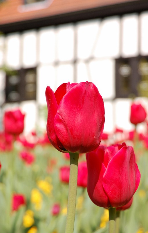 leuchtendes Rot