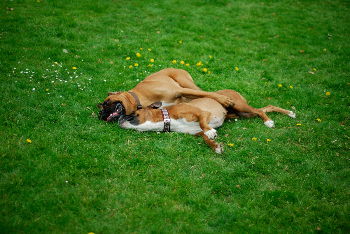 Lexx und Henry