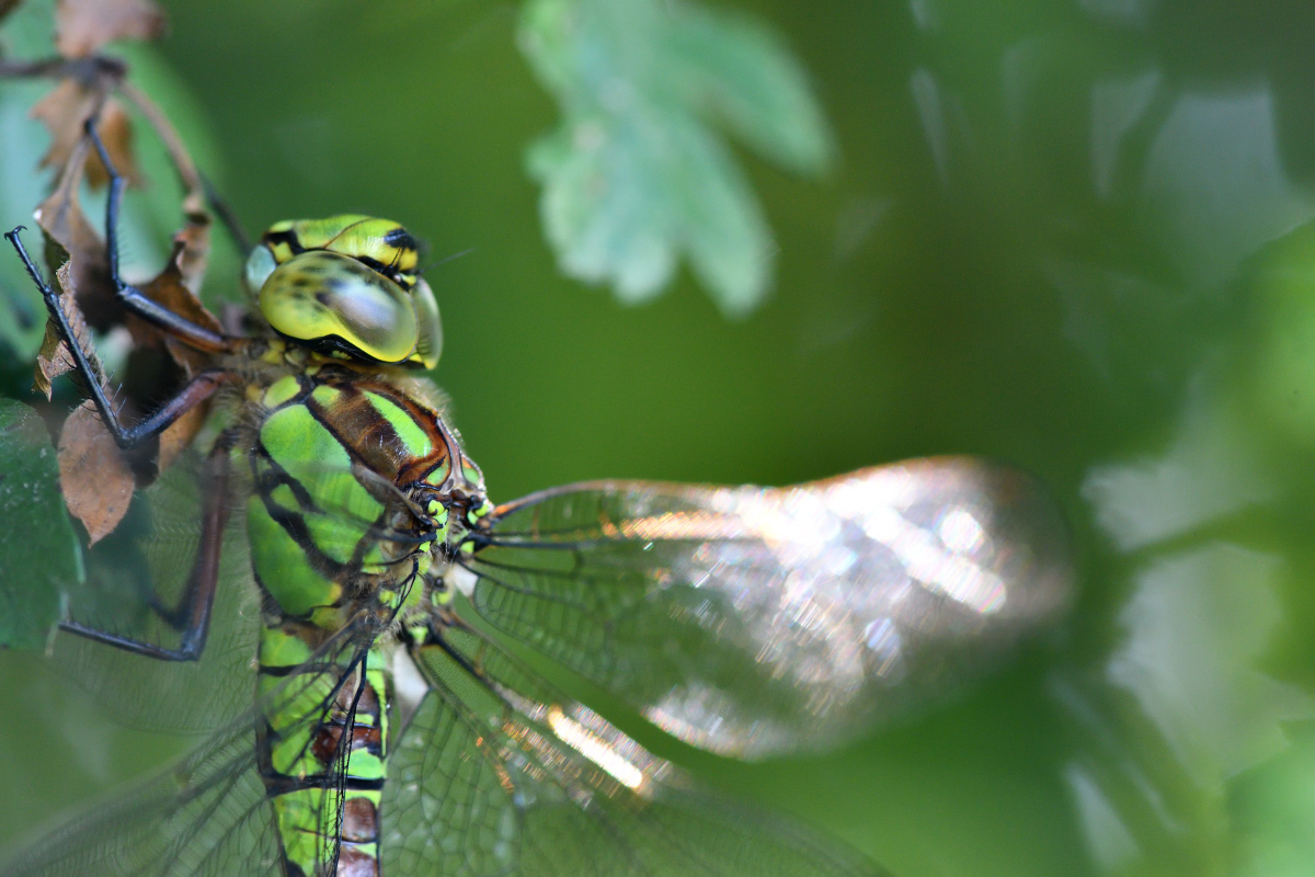 libelle 001 001