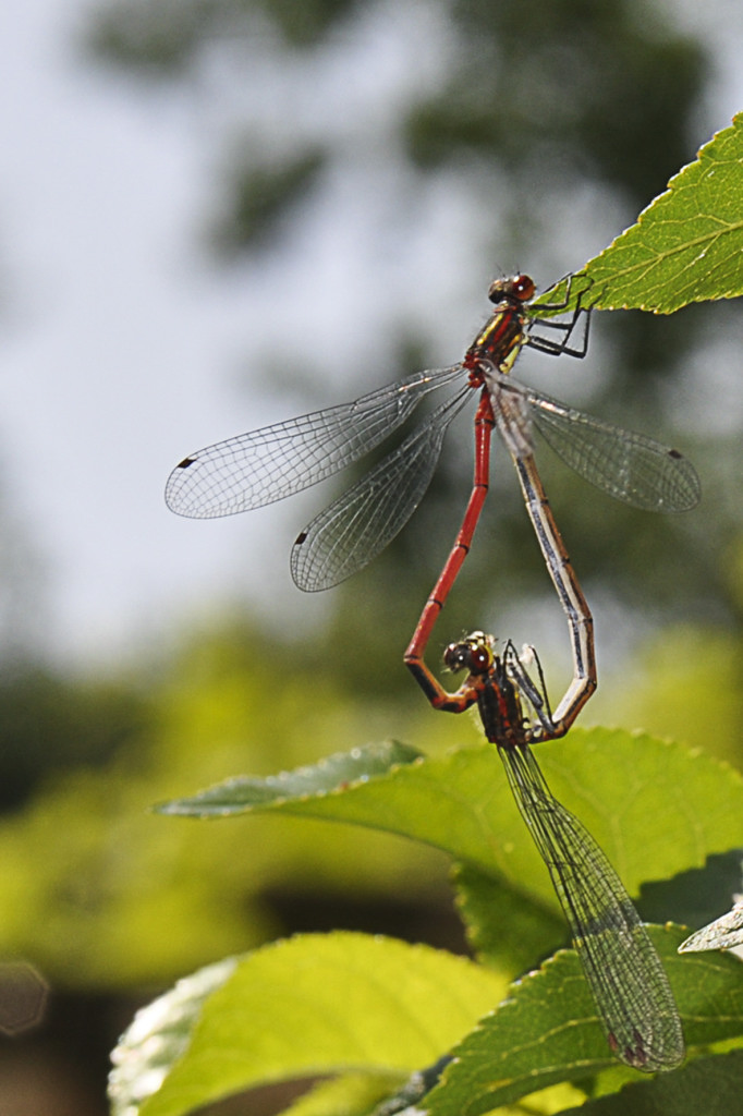Libelle 002