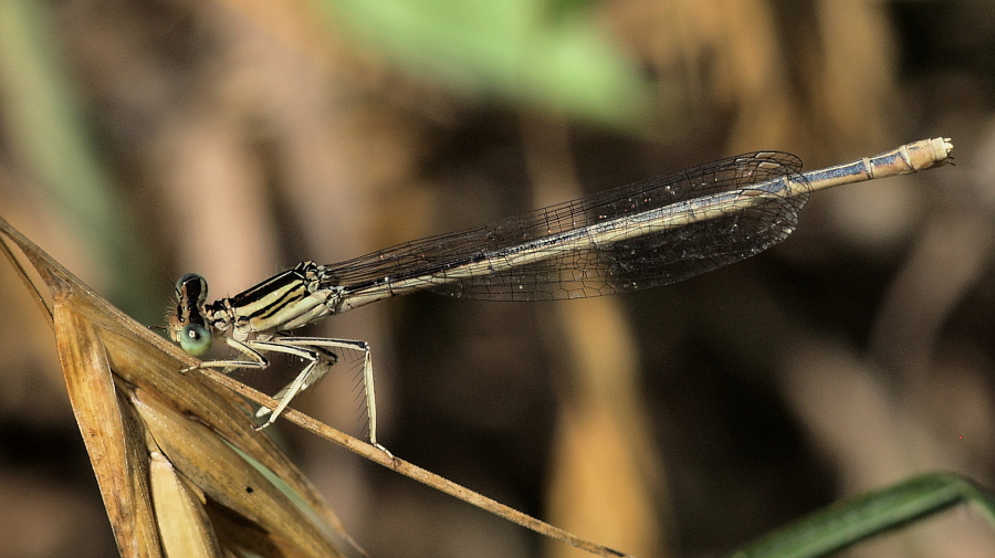 Libelle 003
