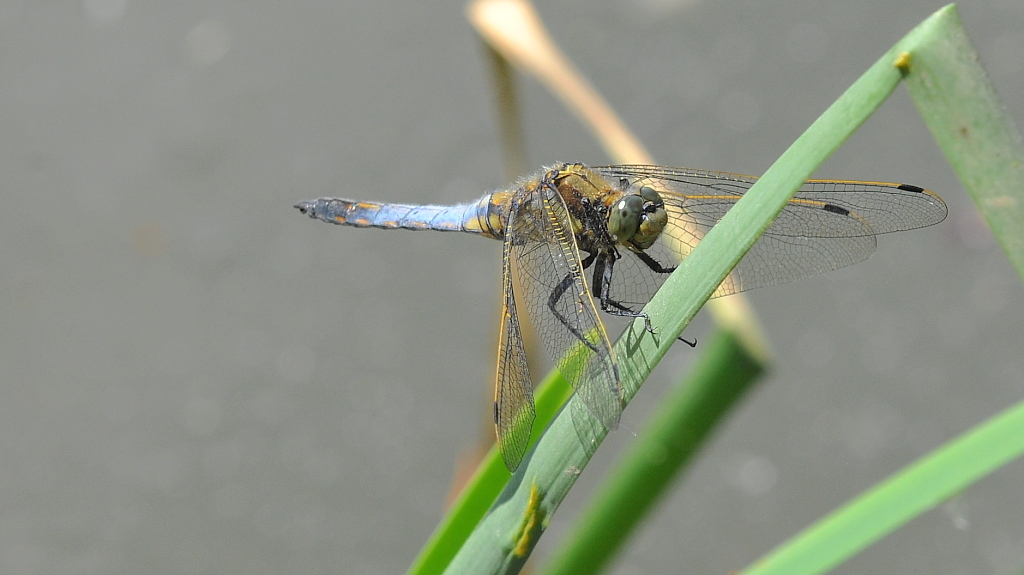 Libelle 009