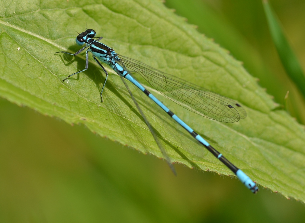 Libelle 01 NF