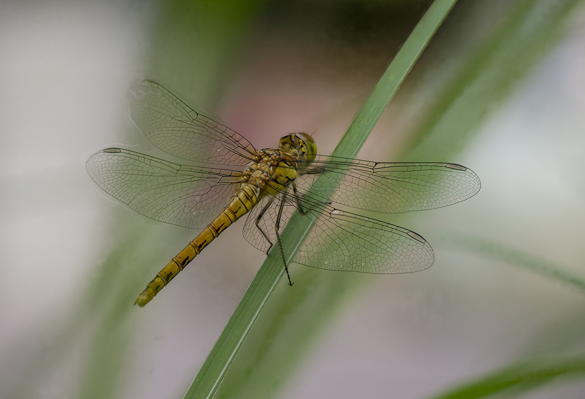 libelle 01