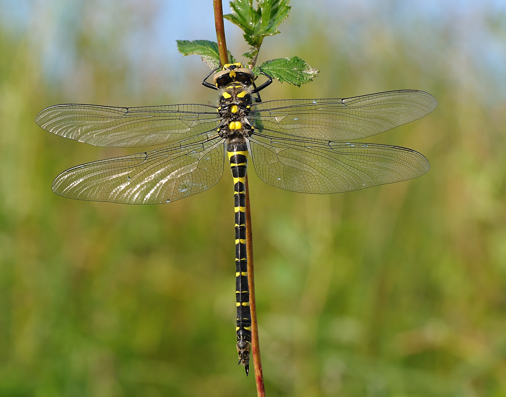Libelle 01