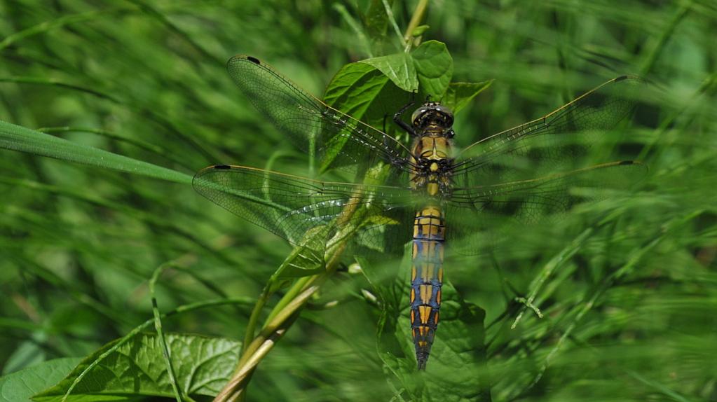 Libelle 011