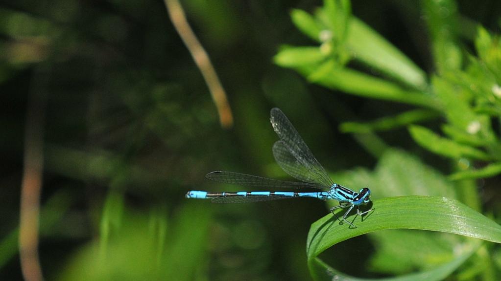 Libelle 012