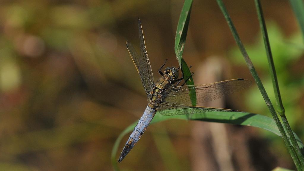 Libelle 013