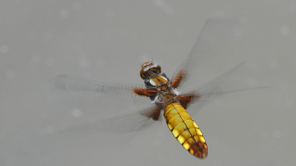 Libelle 016
