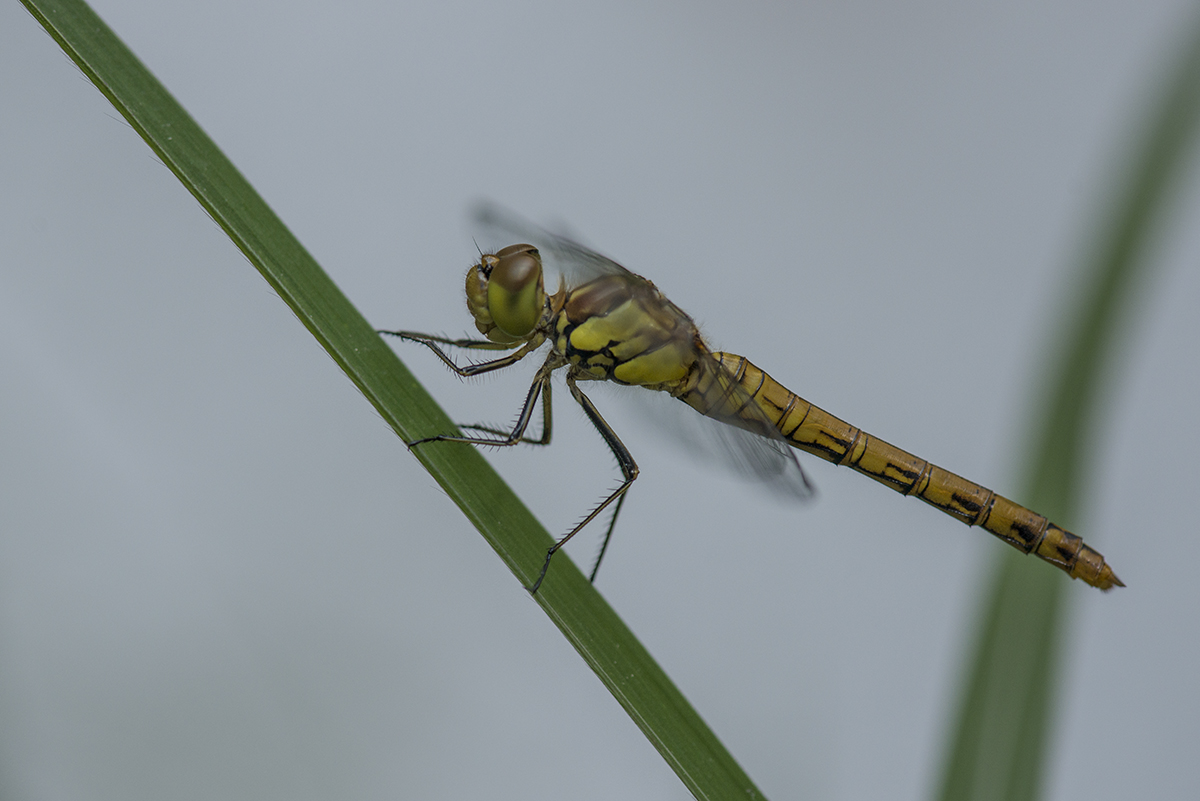 libelle 02