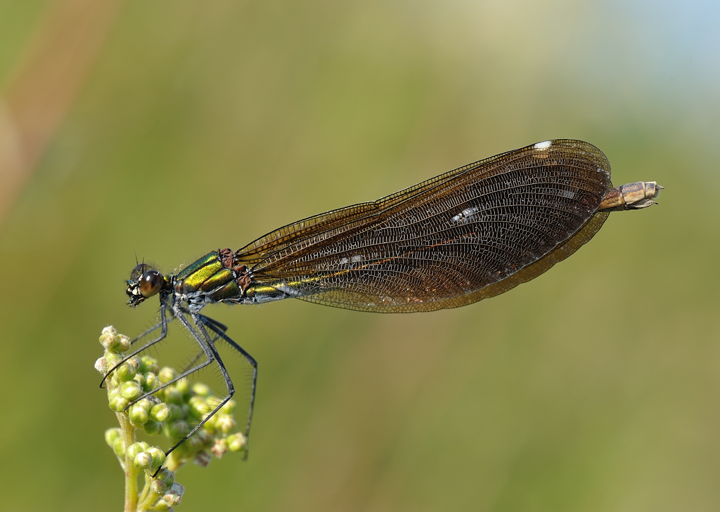 Libelle 02