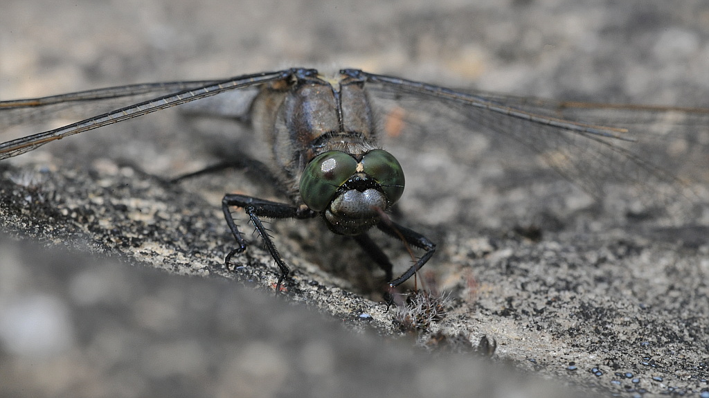 Libelle 031