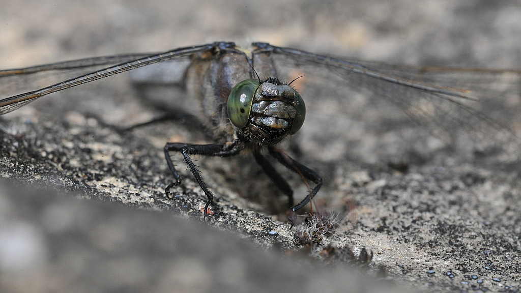 Libelle 032