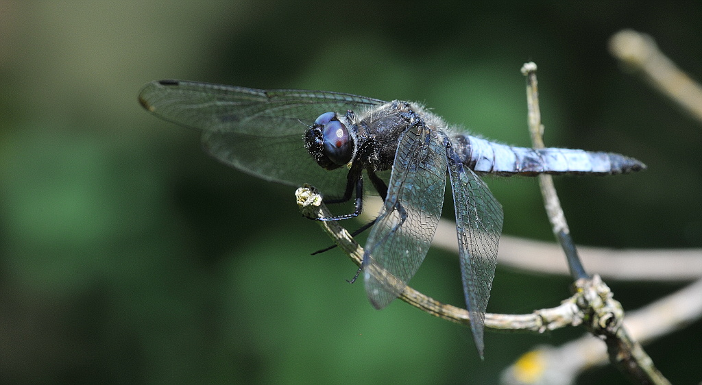 Libelle 041
