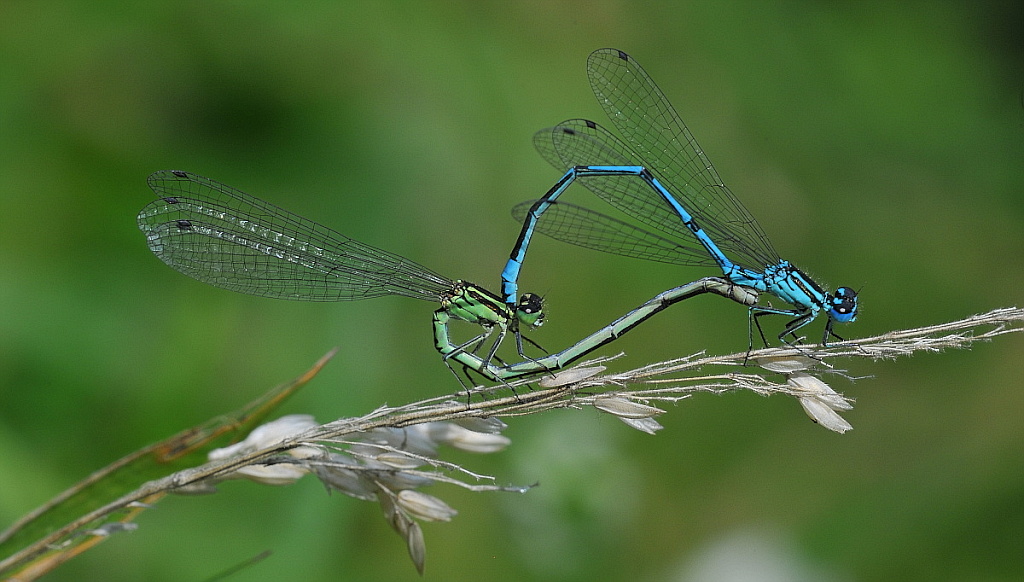 Libelle 050