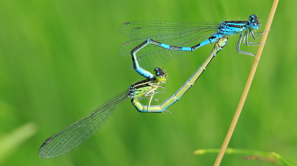 Libelle 052