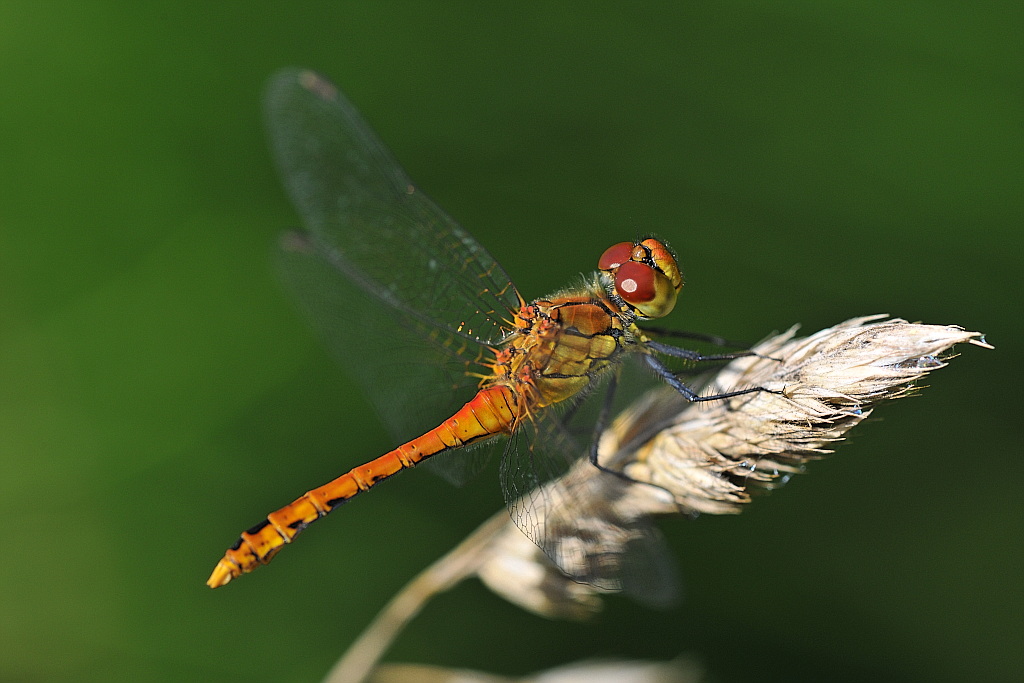 Libelle 060