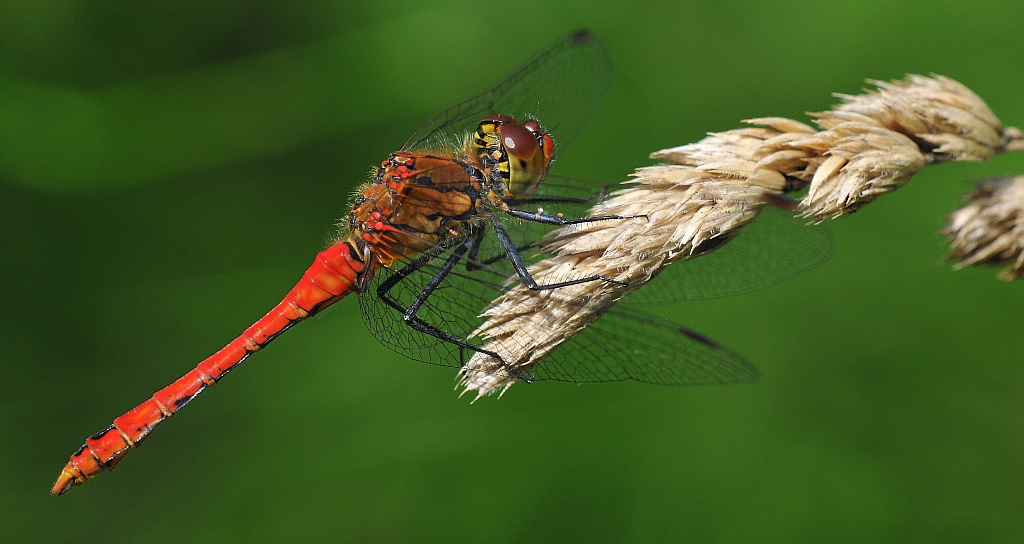 Libelle 061