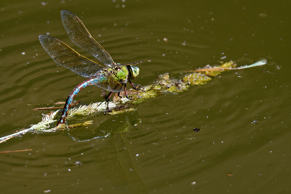 Libelle-1.jpg