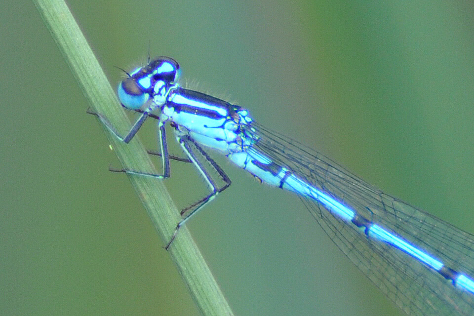 Libelle 1 Scharfzeichnung