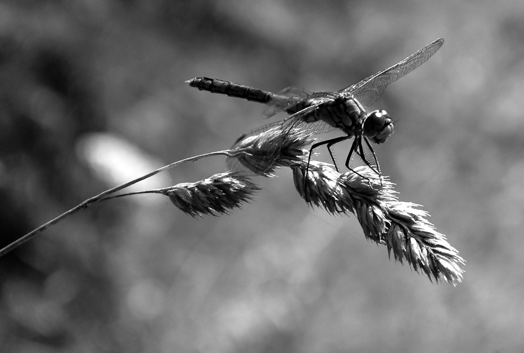 Libelle 1