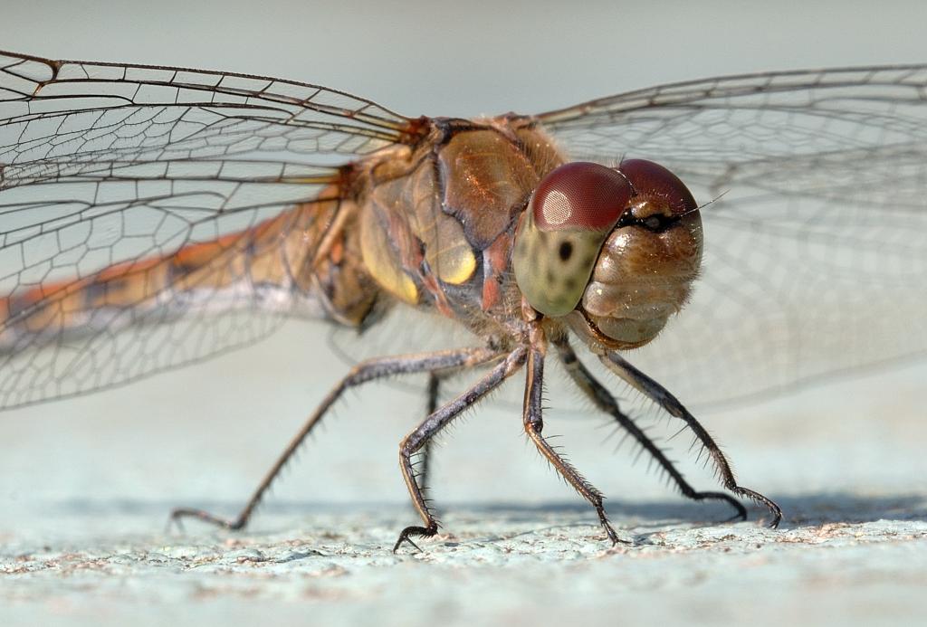 Libelle 1
