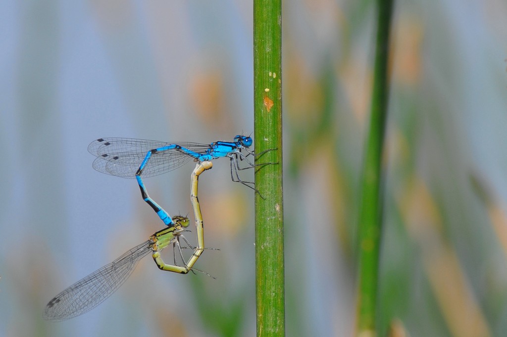 Libelle 1