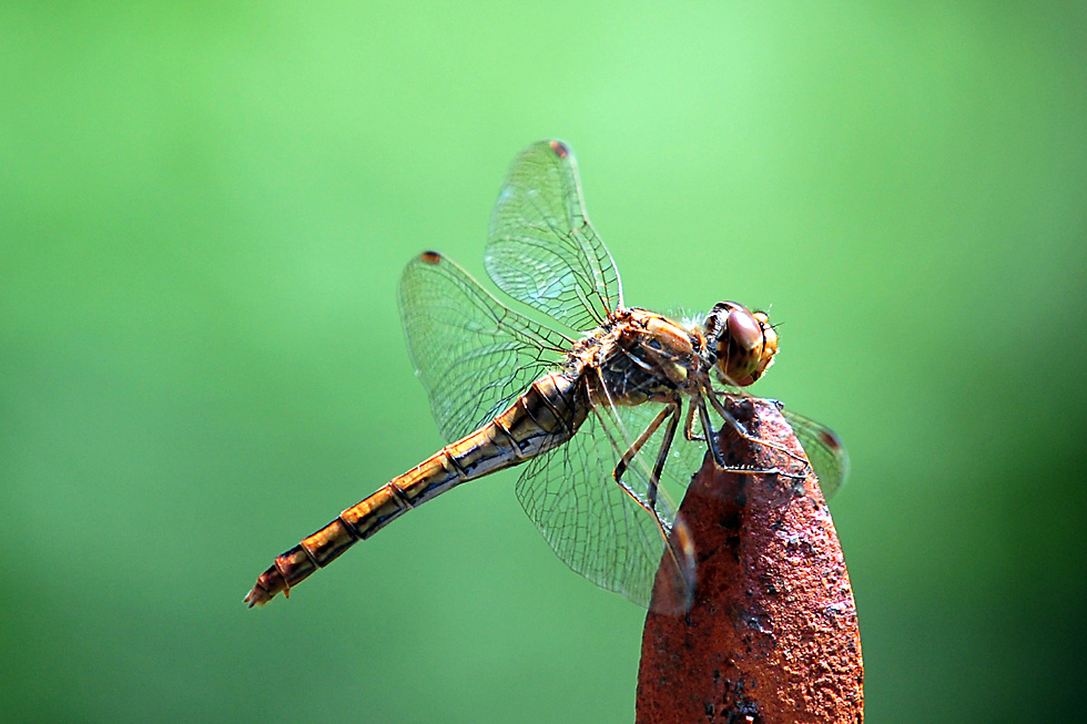 Libelle 1c