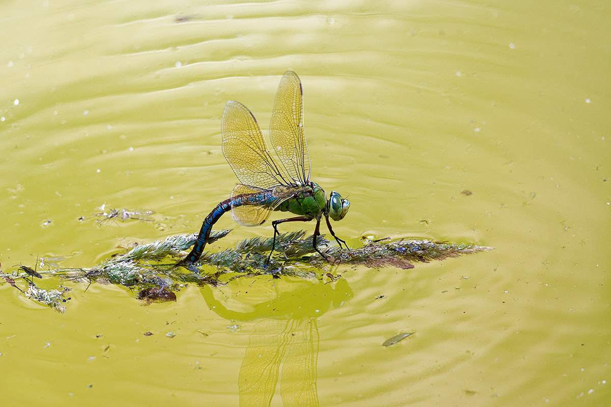 Libelle-2.jpg