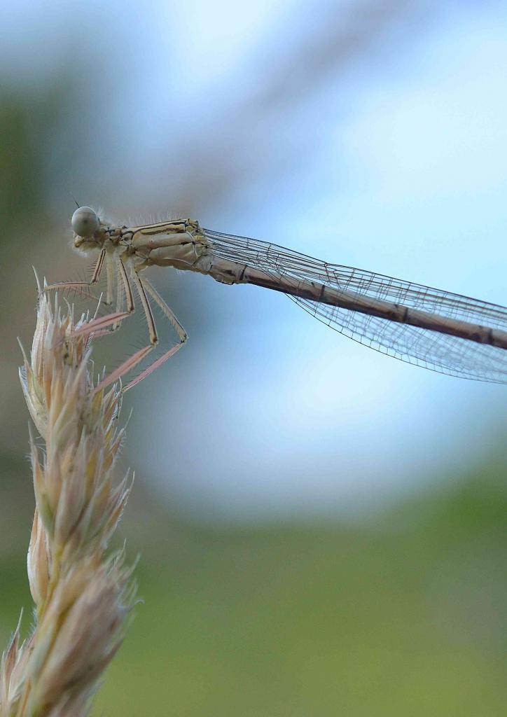 Libelle 2