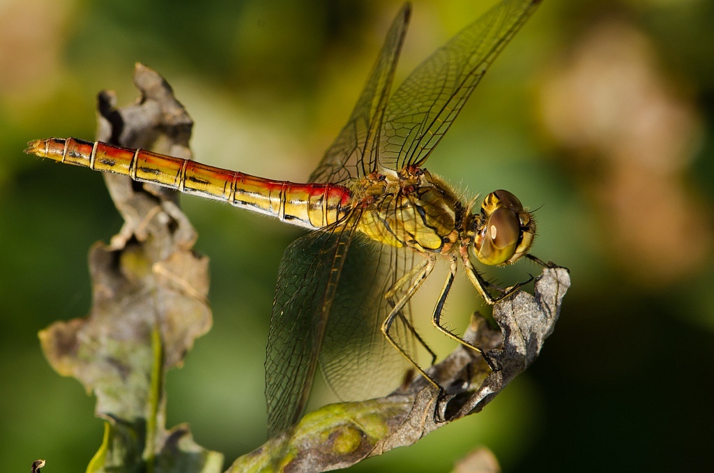 Libelle 2
