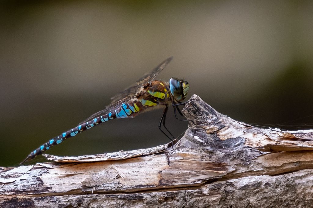 Libelle 2