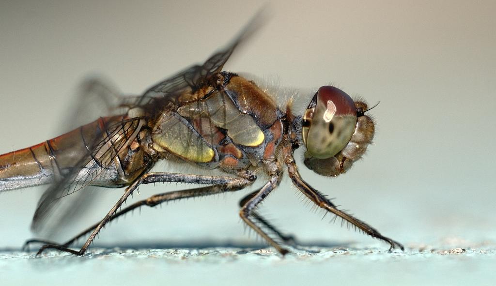 Libelle 2