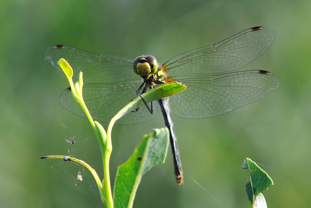 Libelle 2