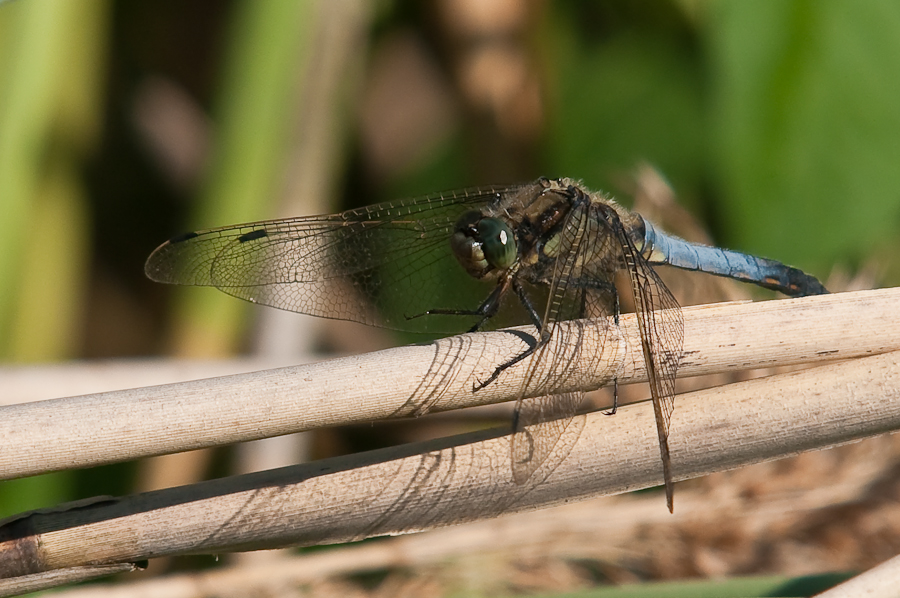 Libelle 2984