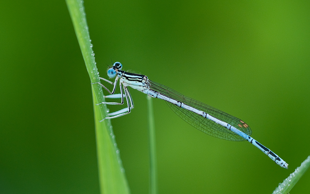Libelle a DSC 4308